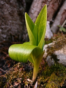 New beginning art plant