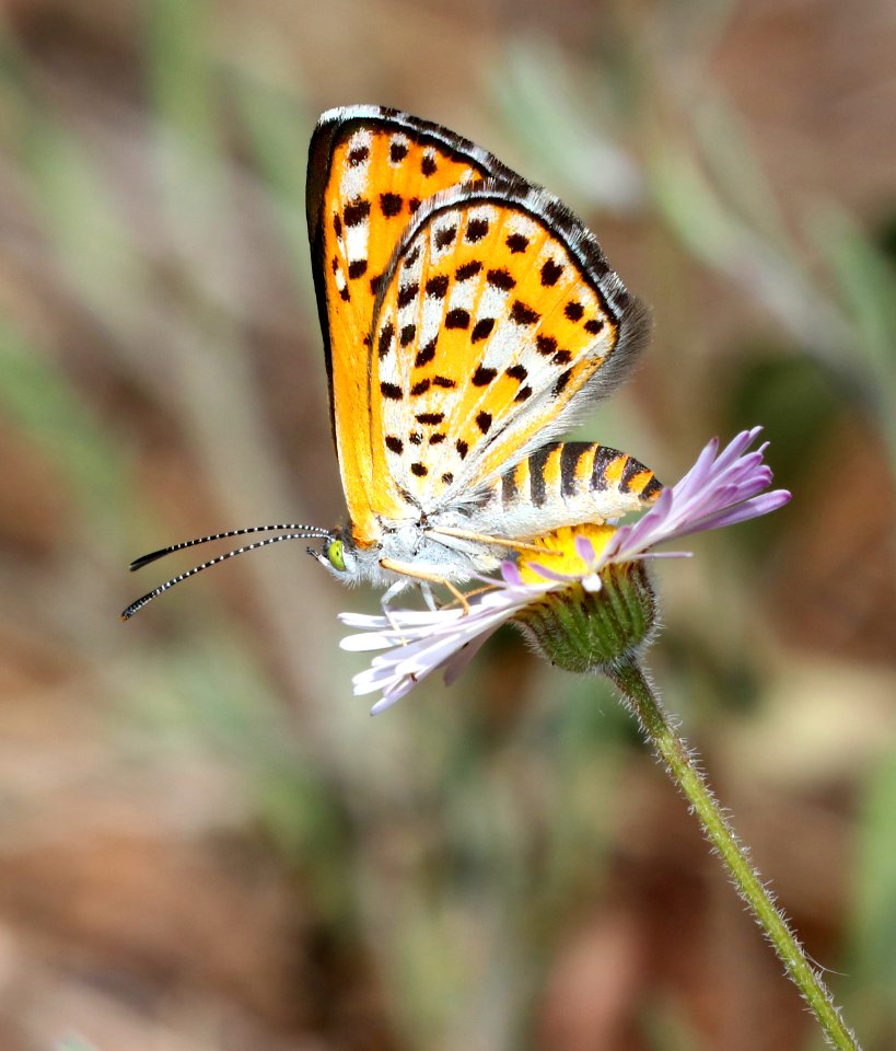 METALMARK, NAIS (Apodemia nais) (6-20-2020) rte 117 about 6..6 miles south of Rte 60, apache co, az -09