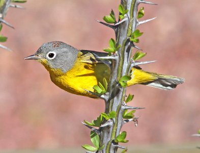 811 - NASHVILLE WARBLER (3-29-11) 78 circulo montana, patagonia lake ranch estates, scc, az - (1)