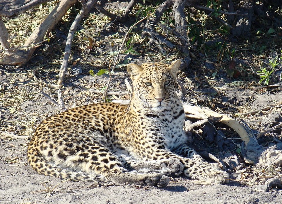 Botswana africa wildlife