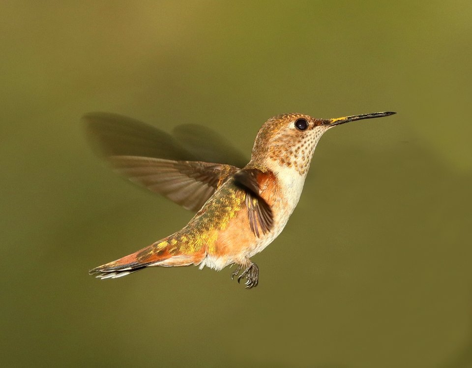504 - RUFOUS HUMMINGBIRD (8-17-2018) madera canyon, santa cruz co, az -02