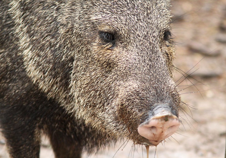 PECCARY, COLLARED (Tayassu tajacu) (2-4-10) bentsen-rio grande state park, tx -04