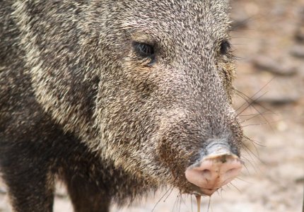 PECCARY, COLLARED (Tayassu tajacu) (2-4-10) bentsen-rio grande state park, tx -04