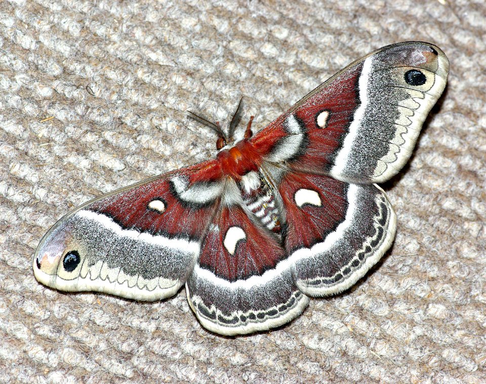 COLUMBIA SILKMOTH (Hyalophora columbia gloveri) (5-12-2007) boulder mountain, wayne co, ut