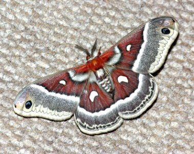 COLUMBIA SILKMOTH (Hyalophora columbia gloveri) (5-12-2007) boulder mountain, wayne co, ut