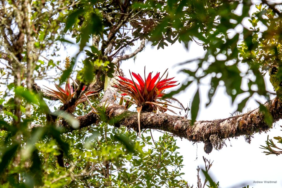 bromeliad