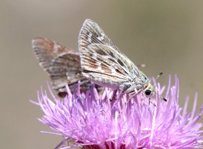 SKIPPER, UNCAS  (Hesperia uncas) (5-22-2020) mile marker 123.3, rte 60, approx 15 miles west of socorro, socorro co, nm -13