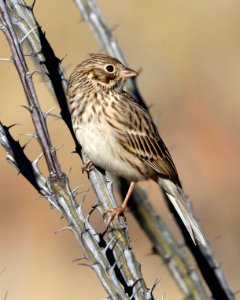 877 - VESPER SPARROW (12-14-2019) lake patagonia ranch estates, santa cruz co, az -02