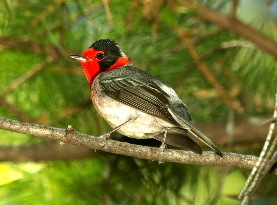849 - RED-FACED WARBLER (5-30-2019) ramsey canyon, huachuca mts, cochise co, az -04