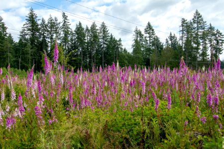 2019-6 Foxglove Farm-3667