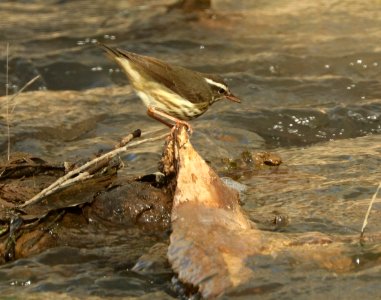 798 - LOUISIANA WATERTHRUSH (2-1-2019) san pedro river at san pedro house, cochise co, az -02