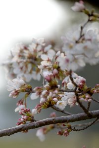 桜花