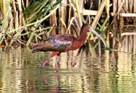 200 - WHITE-FACED IBIS (5-2-2017) patagonia lake, santa cruz co, az -01