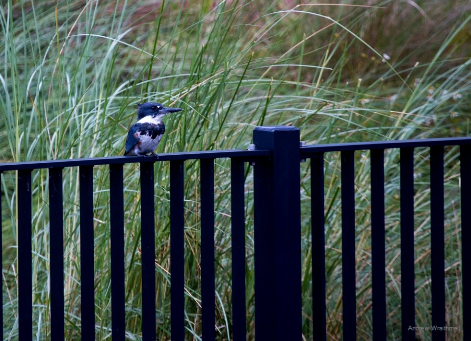 belted kingfisher