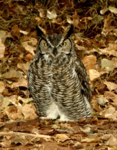 455 - GREAT HORNED OWL (11-24-2018) hereford bridge, san pedro river, cochise co, az -03