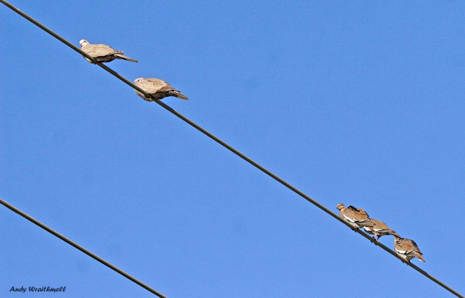 Eurasian Collared & White-winged Doves