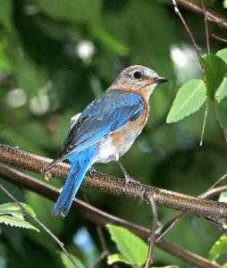 734 - EASTERN BLUEBIRD (6-18-2017) greensboro, guilford co, nc -02