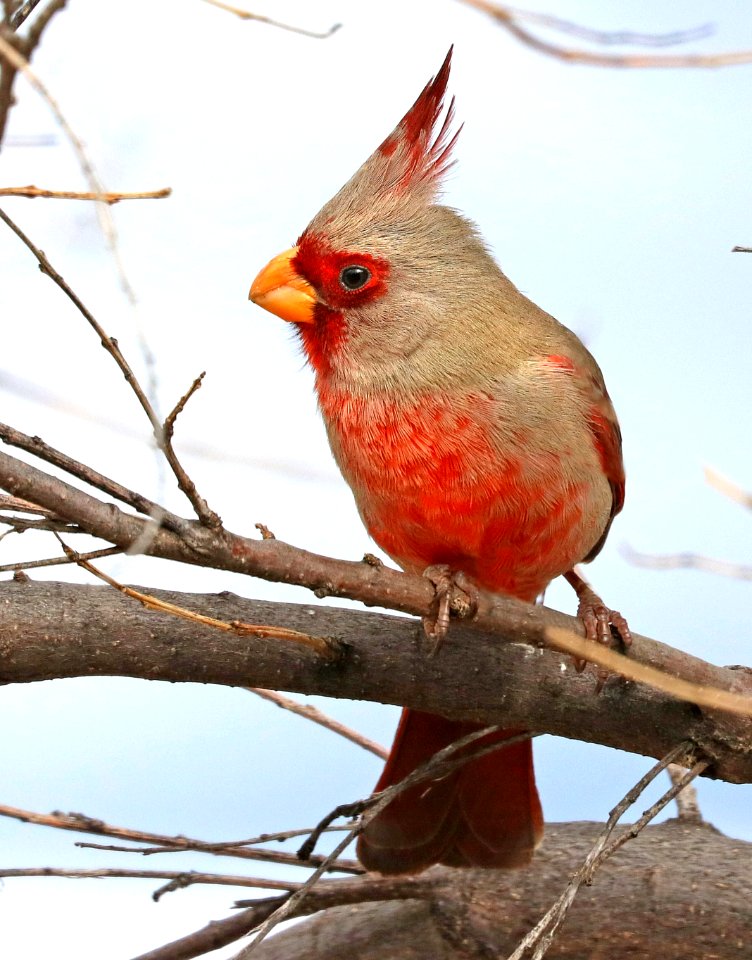 917 - PYRRHULOXIA (3-11-2020) hereford, cochise co, az -02