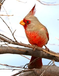 917 - PYRRHULOXIA (3-11-2020) hereford, cochise co, az -02