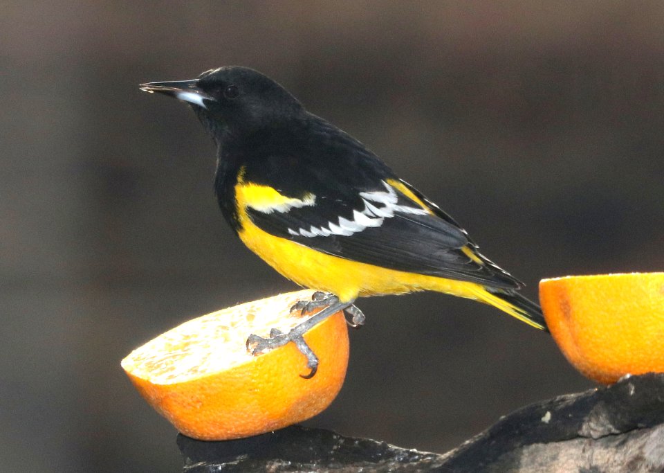 952 - SCOTT'S ORIOLE (2-28-2018) 78 circulo montana, lake patagonia ranch estates, santa cruz co, az -02