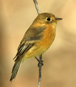 585 - BUFF-BREASTED FLYCATCHER (9-3-2019) sawmill canyon, huachuca mts, cochise co, az -03 immature