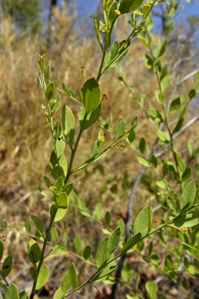 Osyris lanceolata 060111-4521