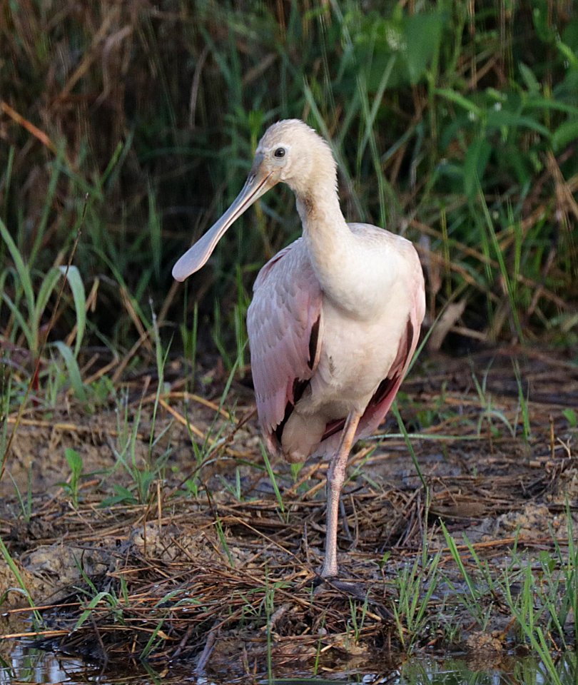 201 - ROSEATE SPOONBILL (11-4-2015) cameron parish, louisiana -01
