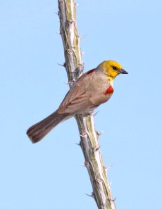 589 - VERDIN (5-23-2017) 78 circulo montana, patagonia lake ranch estates, scc, az