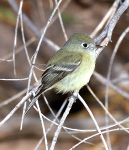 580 - HAMMOND'S FLYCATCHER (12-6-2017) patagonia lake state park, santa cruz co, az -01