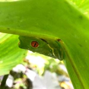 red-eyed tree frog photo