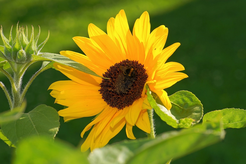 Sunflower yellow close up