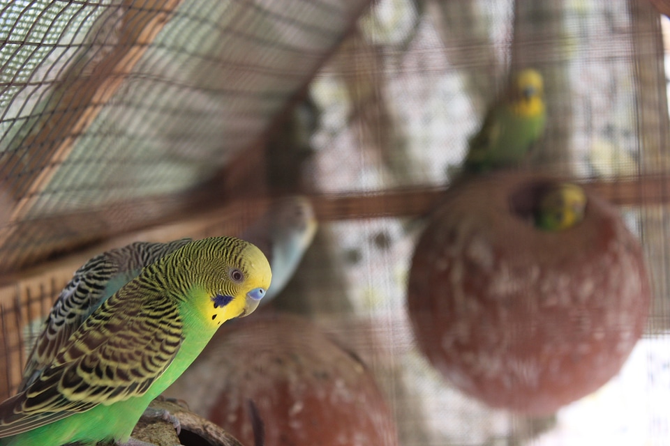 Birds flying cute pet