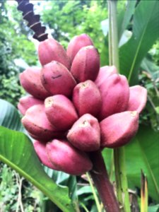 pink bananas aren't edible for us BUT birds and animals love em!