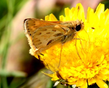 SKIPPER, SANDHILL (Polites sabuleti) (9-23-13) los osos, slo co, ca -03