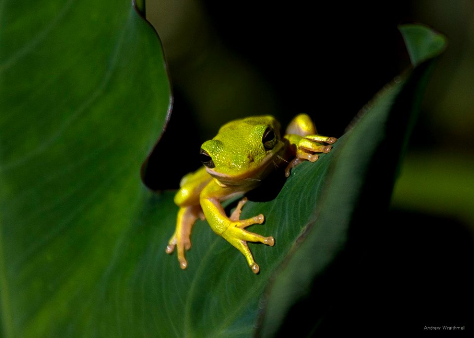 green tree frog