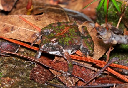 FROG, NORTHERN CRICKET (Acris crepitans) (6-17-2017) penny's bend, durham co, nc -01