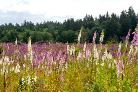 2019-6 Foxglove Farm-3632