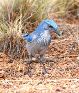 242b - WOODHOUSE'S JAY (10-6-2016) montezuma county, co -01 (4)