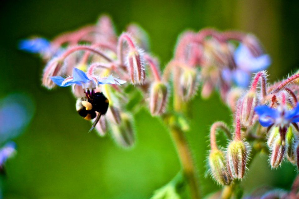 Bees in Garden