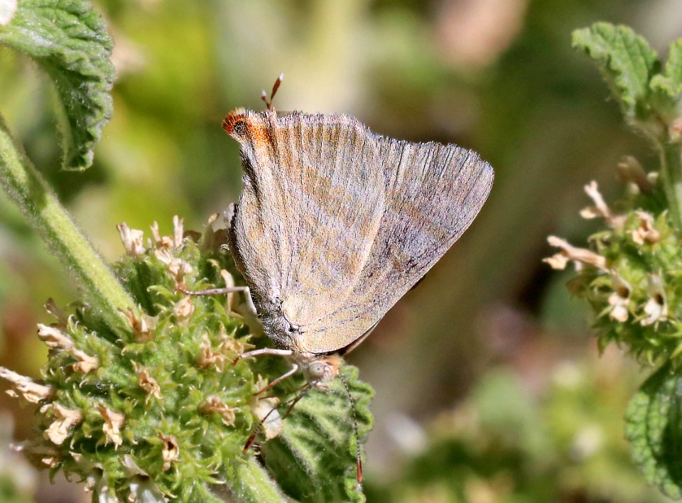 CREAMY STRIPE-STREAK (Arawacus jada) (5-19-2020) sunny flats cg, cave creek canyon, chiricahua mts, cochise co, az -11