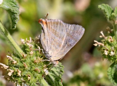 CREAMY STRIPE-STREAK (Arawacus jada) (5-19-2020) sunny flats cg, cave creek canyon, chiricahua mts, cochise co, az -11