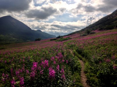 Hatcher Pass fireweed