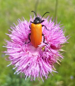 LOST MAPLES STATE PARK (5-5&6-2109) bandera co, TX -06 TWO BUGS photo