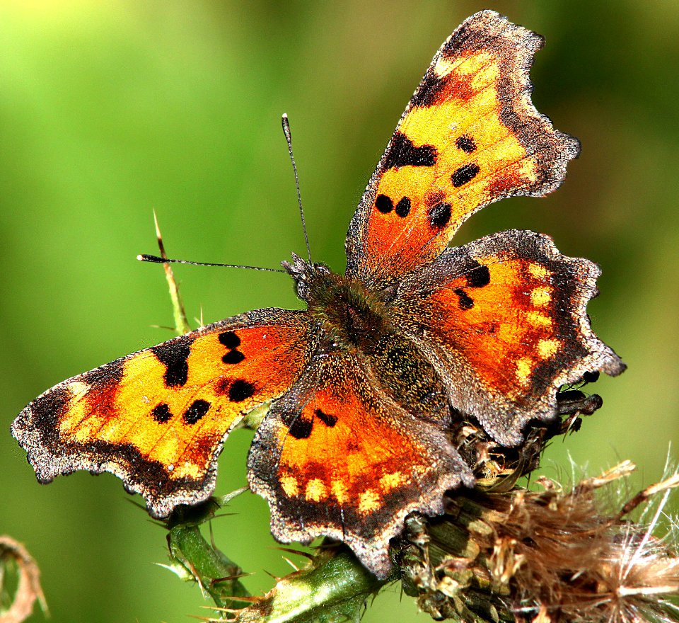 COMMA, HOARY (Polygonia gracilis) (8-26-12) 10,000 ft, south of dolores peak, dolores co, co   (4)