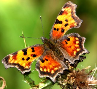 COMMA, HOARY (Polygonia gracilis) (8-26-12) 10,000 ft, south of dolores peak, dolores co, co   (4)