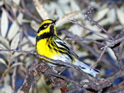 840 - TOWNSEND'S WARBLER (2-27-2016) upper humboldt cyn, patagonia mts, santa cruz co, az -01