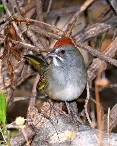 859 - GREEN-TAILED TOWHEE (11-3-2017) patagonia lake, santa cruz co, az -03