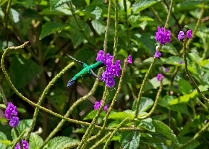 Garden emerald