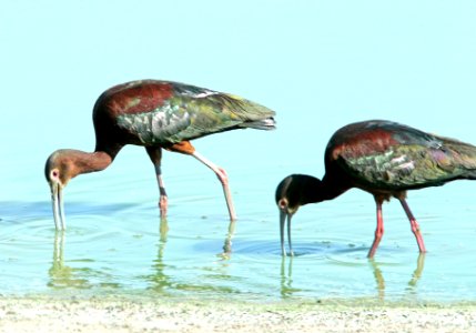 200 - WHITE-FACED IBIS (5-26-14) twin lakes, wilcox, cochise co, az  (10)