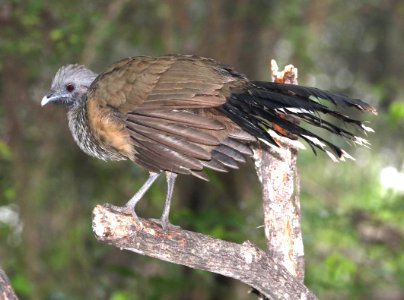 066 - PLAIN CHACHALACA (11-14-2016) national butterfly center, mission, hidalgo co, tx -07